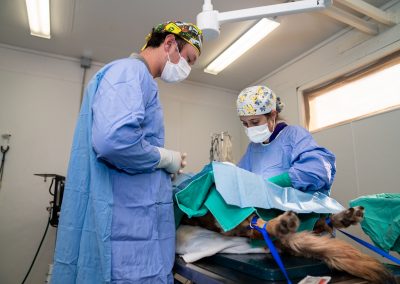 Veterinarians Doing Surgery at Advanced Care